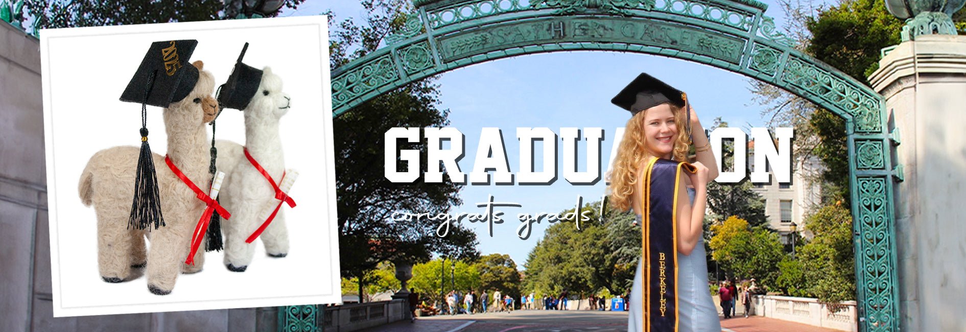 Graduation Alpaca - Lanart Alpaca
