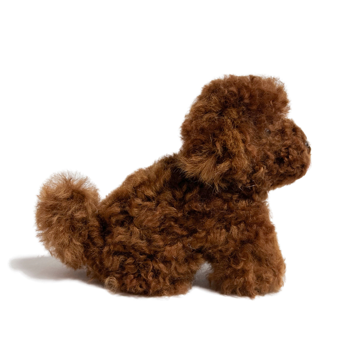 Chico Puppy