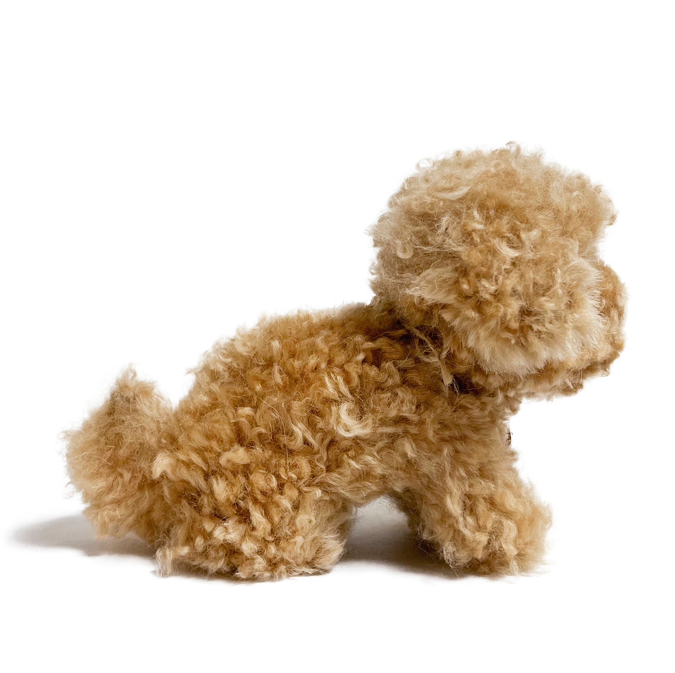 Chico Puppy