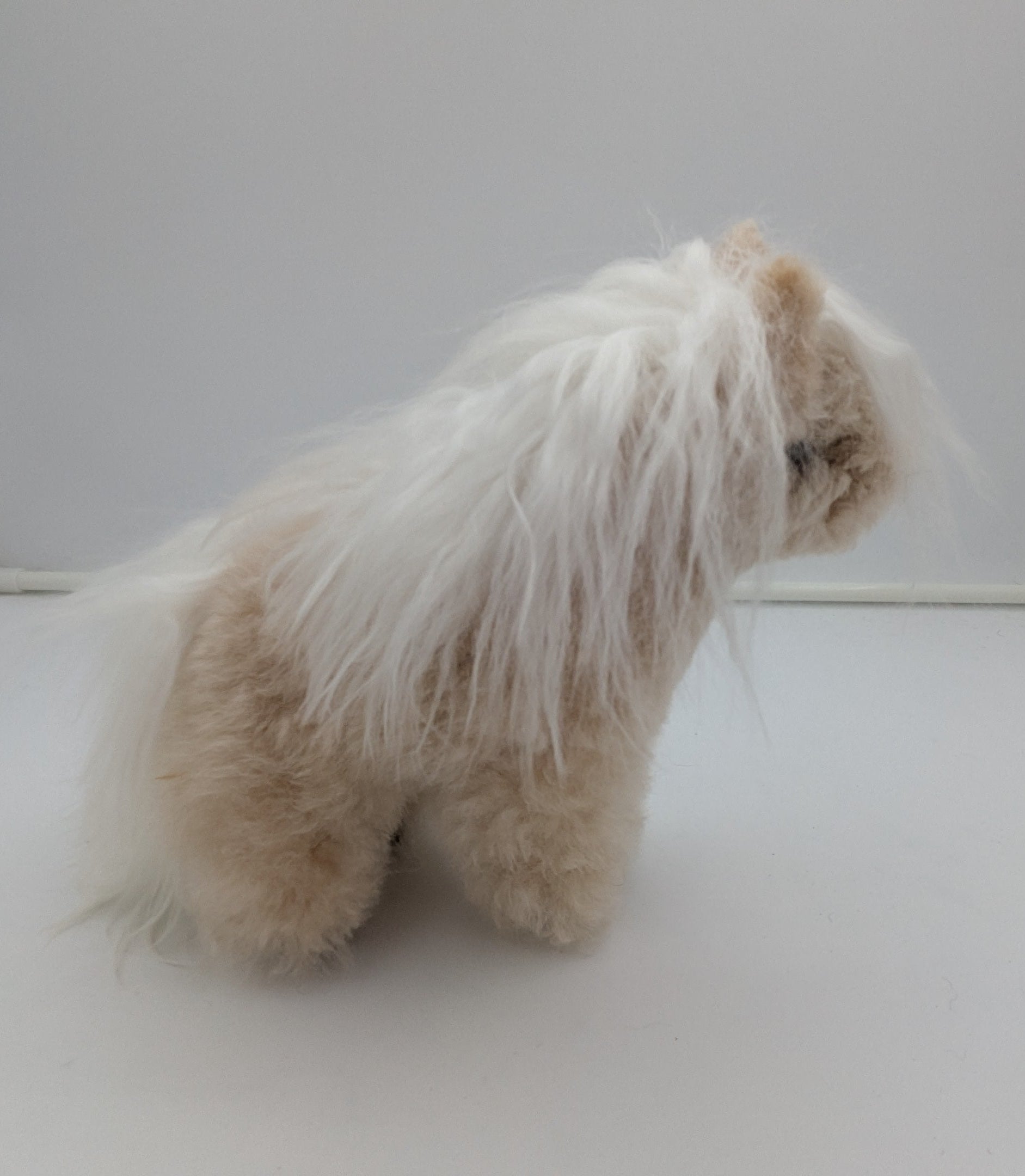 A small fluffy dog with long white and cream fur sits inside a white tent or studio setup, facing to the right.