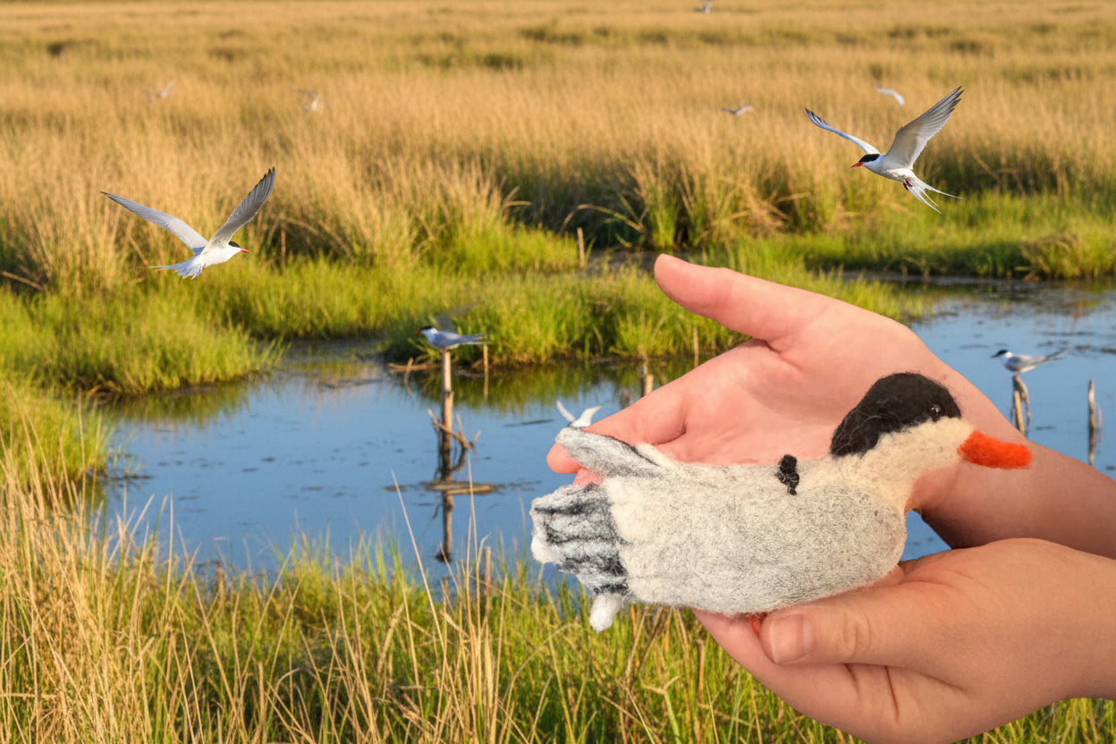 Arctic Tern