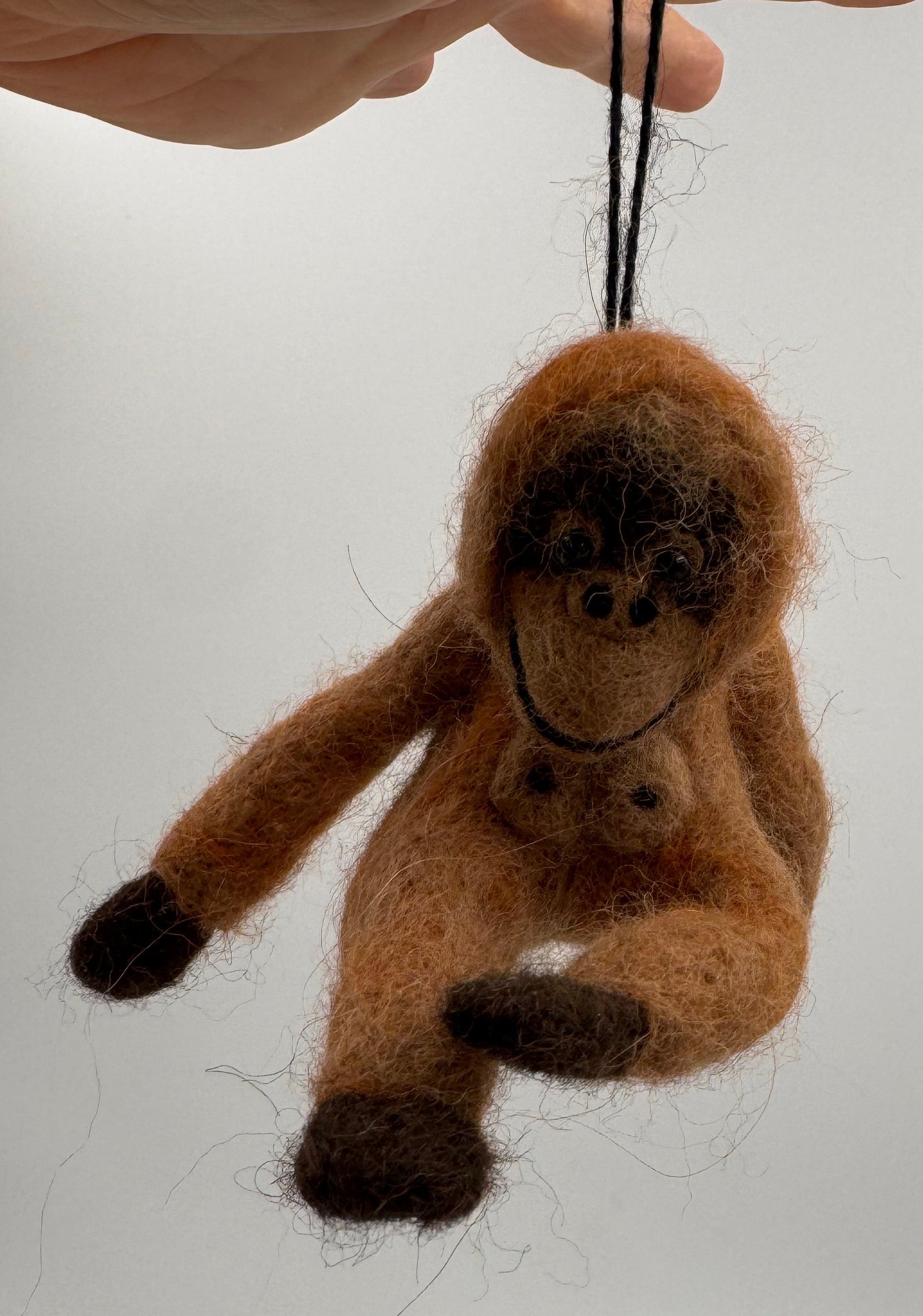 Orangutan