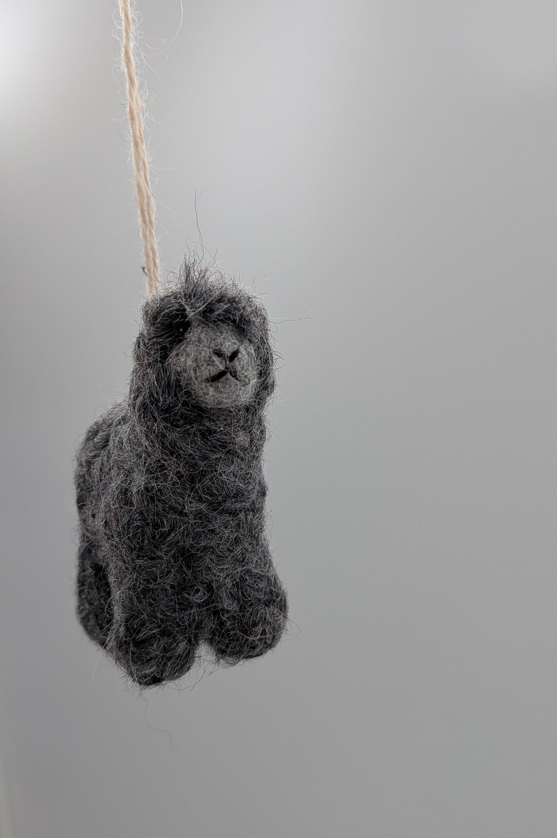 Boucle Lamb — Studio