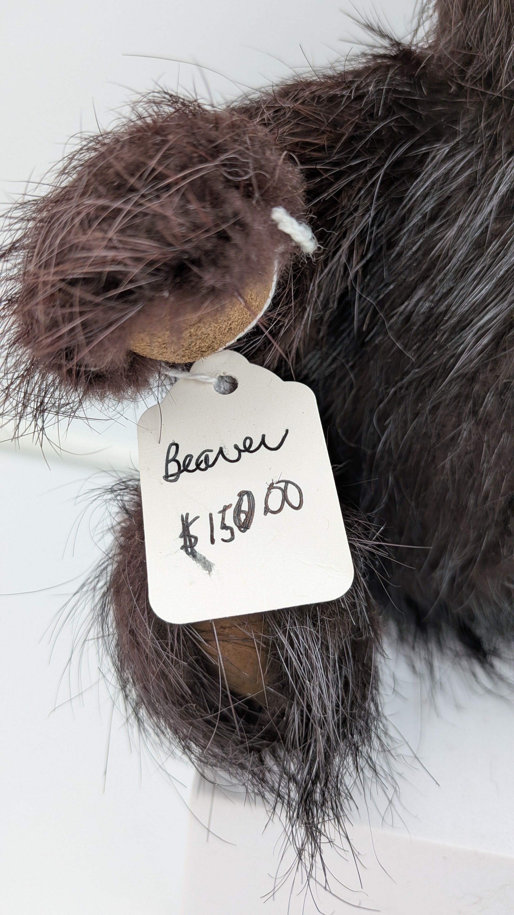 Beauty Jointed Bear — Studio