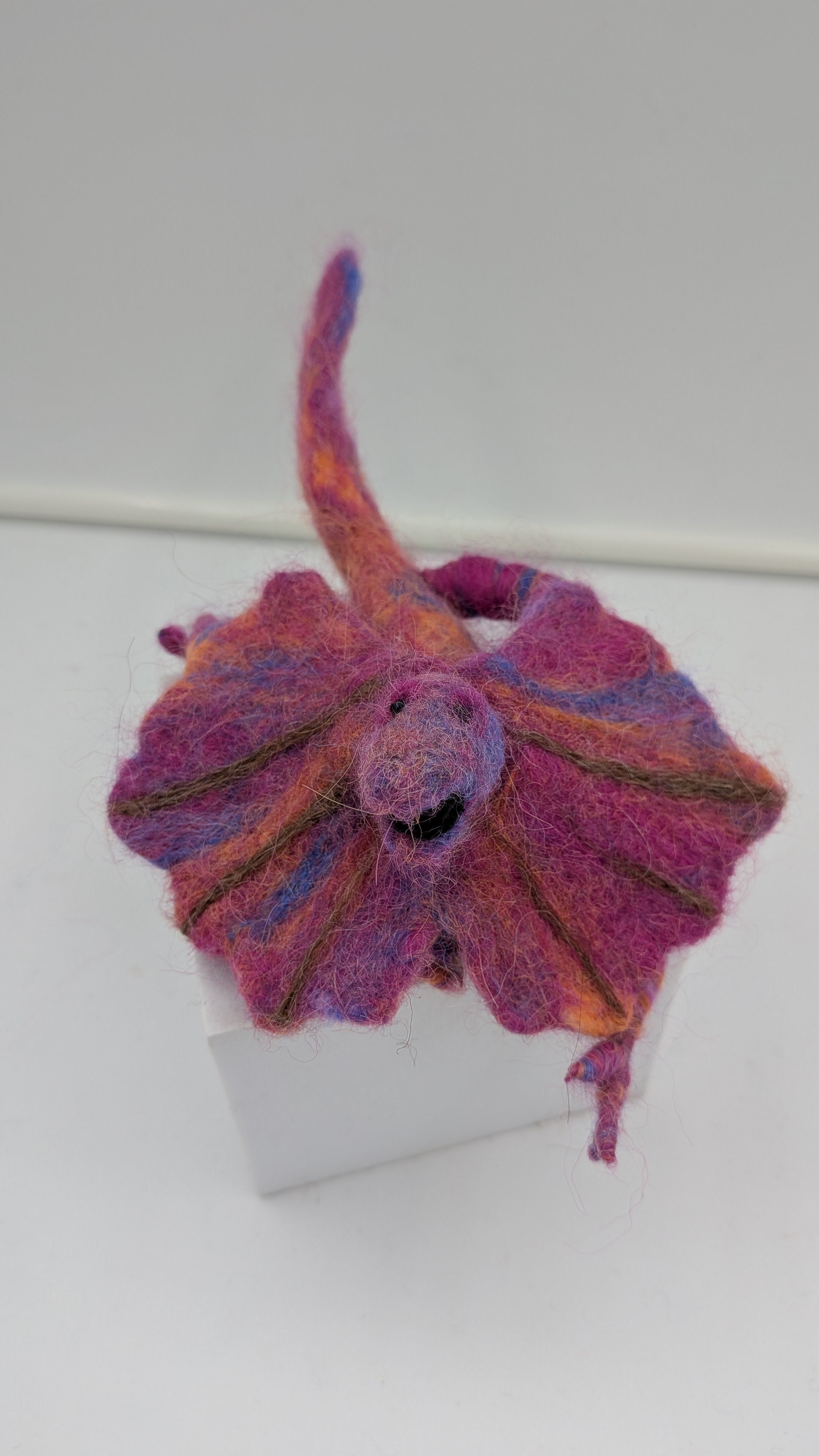 Frilled-neck Lizard — Studio