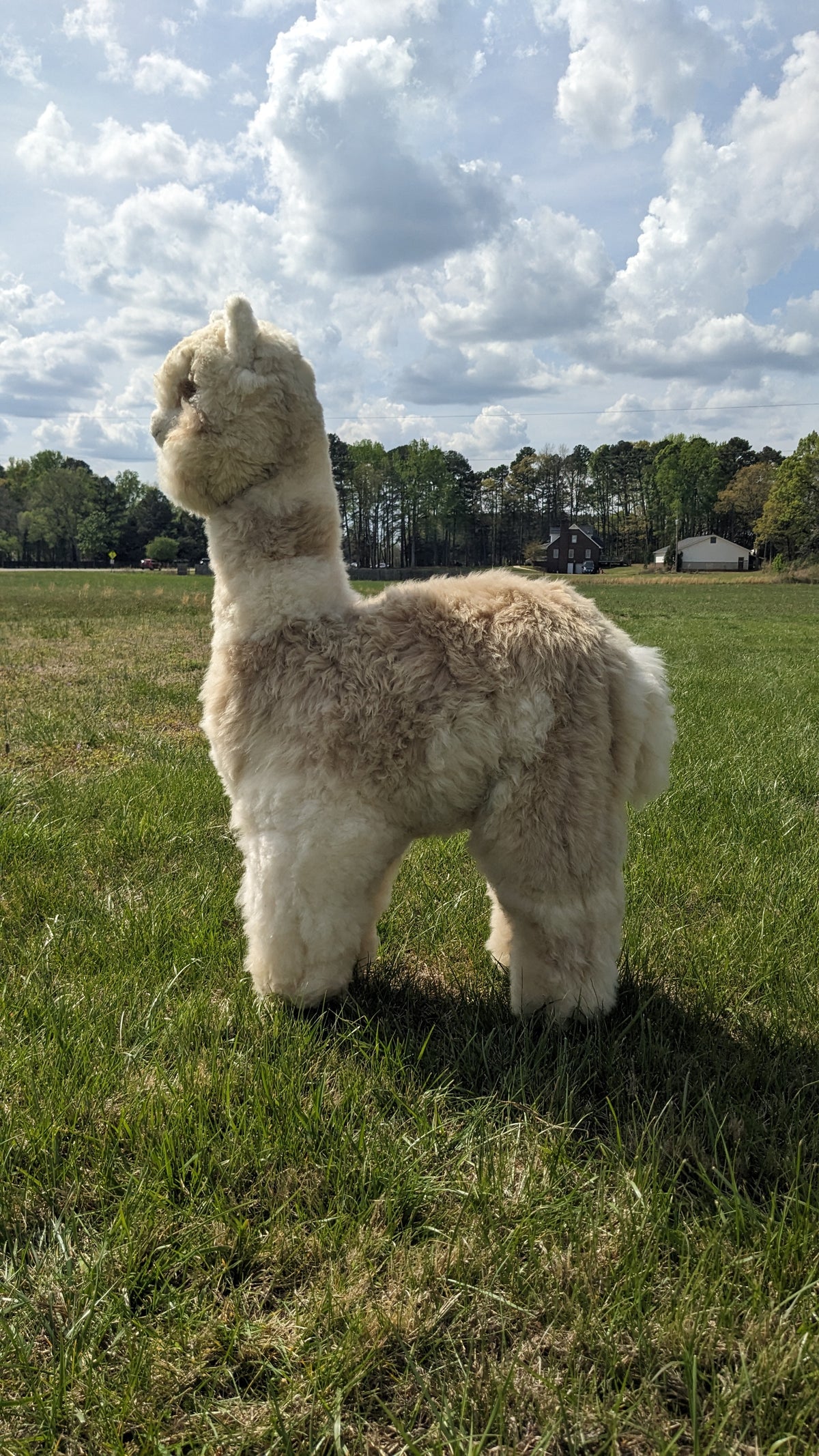 Sideview of an Alpaca standing on grass with a cloudy sky in the background