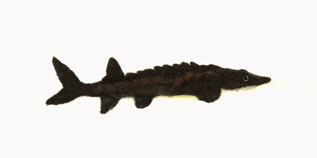 Sturgeon - Lanart Alpaca