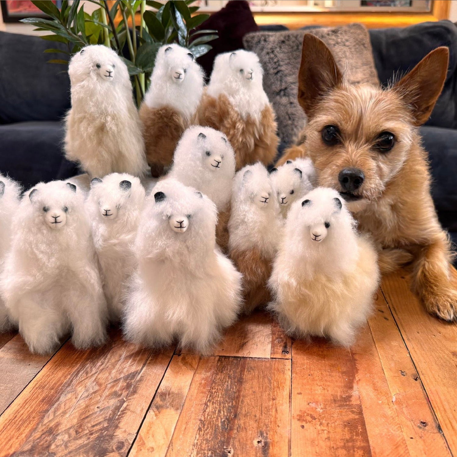 Fluffy Friends