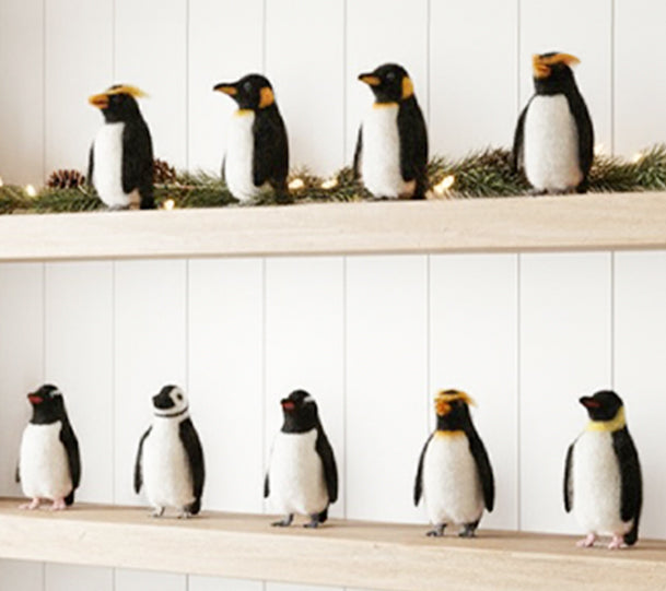 Rockhopper Penguin