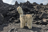 Alpaca standing on a rocky, volcanic landscape