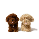 Chico Puppy - Lanart Alpaca