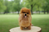 Cute felted dog ornament sculpture in a park on a wooden round