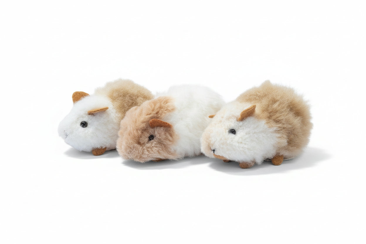 Chico Guinea Pig