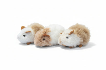 Chico Guinea Pig