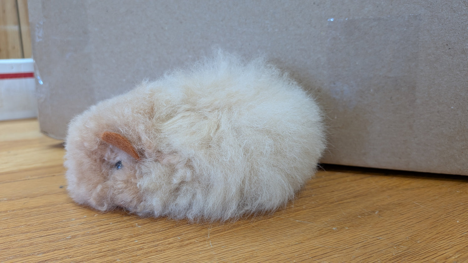 Chico Guinea Pig