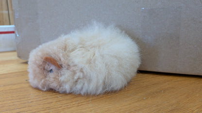 Chico Guinea Pig