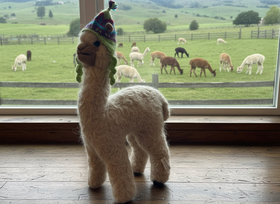 Herdsire Huacaya 12"