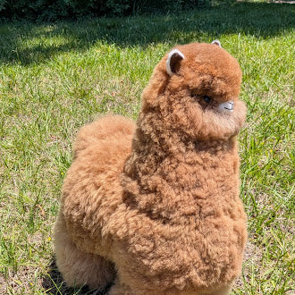 Special Huacaya Alpaca 20" — Studio