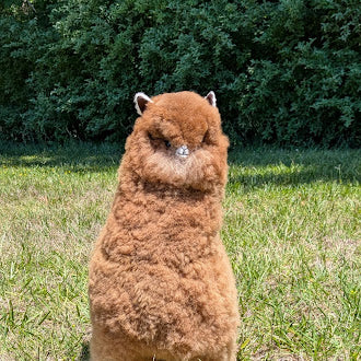Special Huacaya Alpaca 20" — Studio