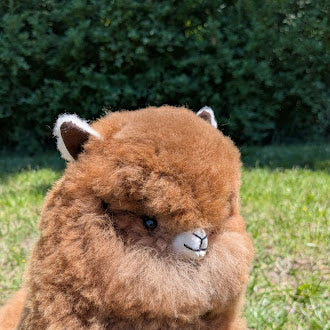Special Huacaya Alpaca 20" — Studio