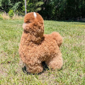 Special Huacaya Alpaca 20" — Studio