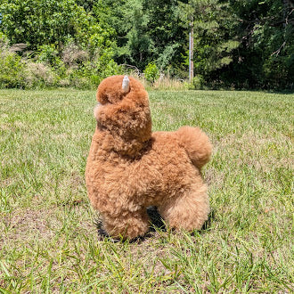 Special Huacaya Alpaca 20" — Studio