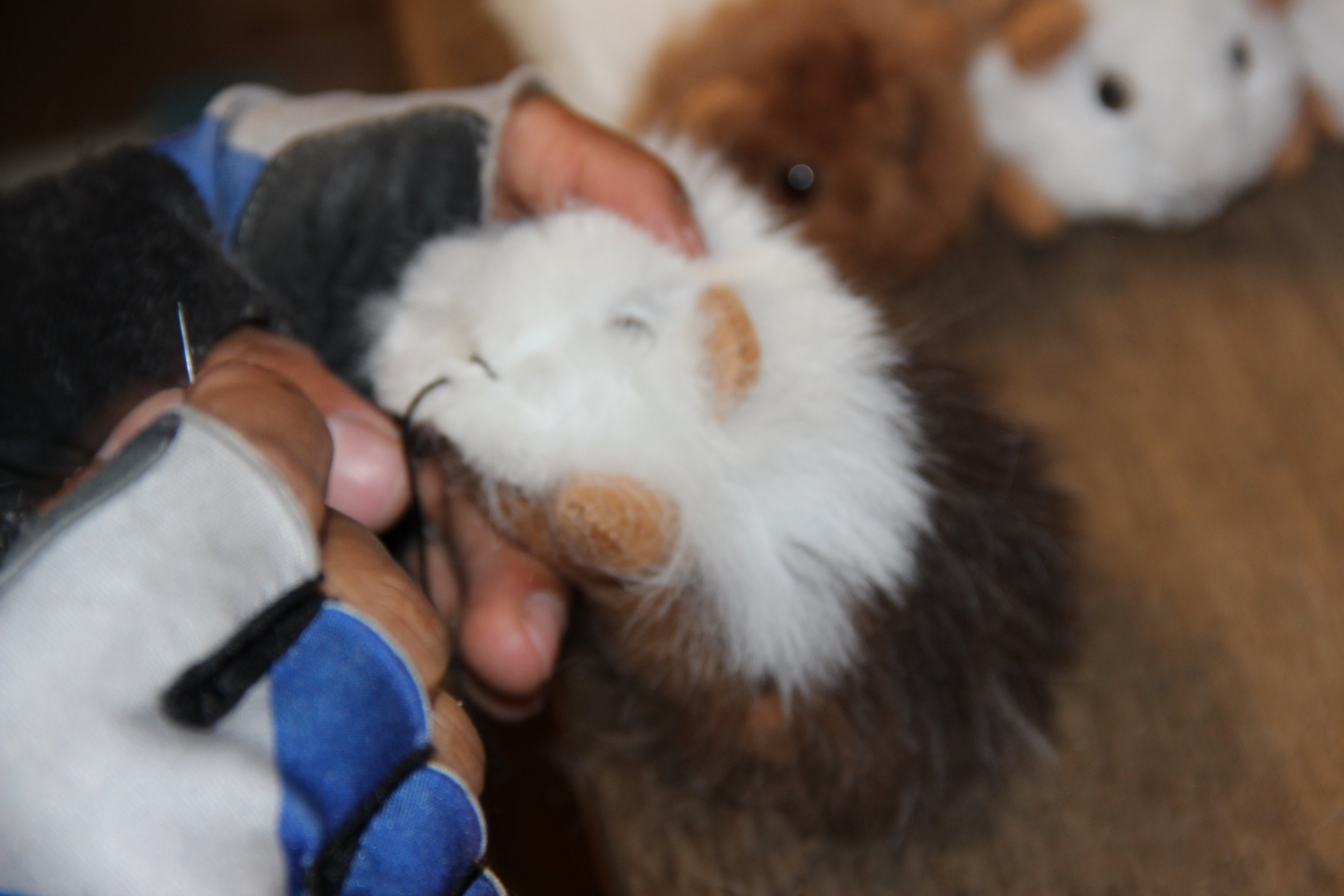 Chico Guinea Pig