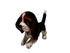Big Charlie Beagle Dog - Lanart Alpaca