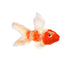 Koi Fish - Lanart Alpaca