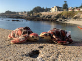 Two sea turtles on a sandy beach with a coastal background.