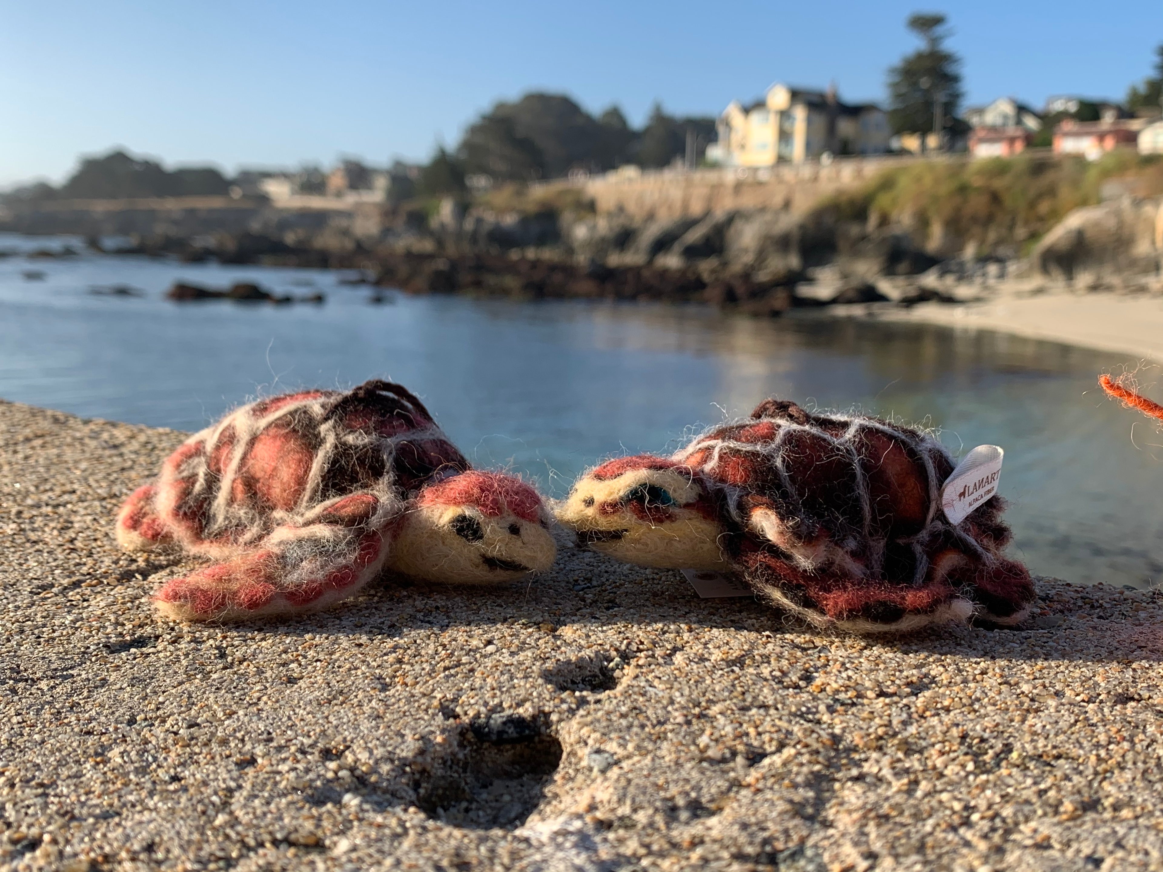 Two sea turtles on a sandy beach with a coastal background.