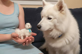 Small white felted dog held in a person&
