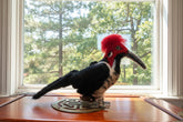 Stuffed model of a red-headed woodpecker on a wooden stand with a textured white wall background.