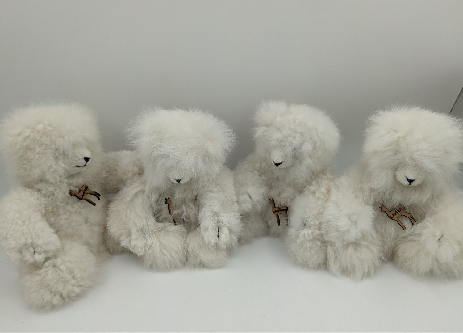 Polar Bear Paul — Studio