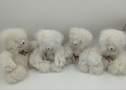 Polar Bear Paul — Studio