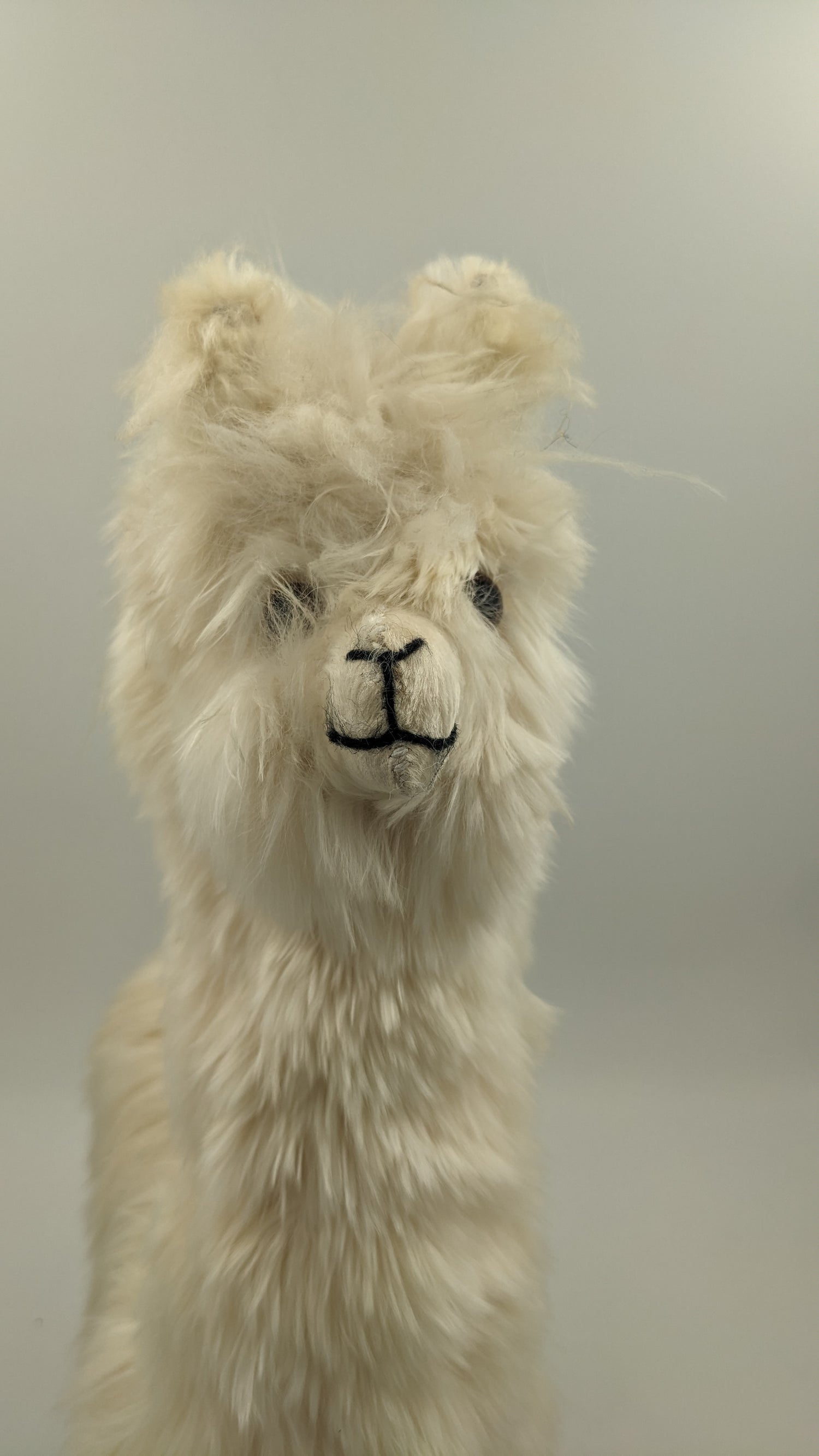 Heirloom Suri Alpaca 22" — Studio