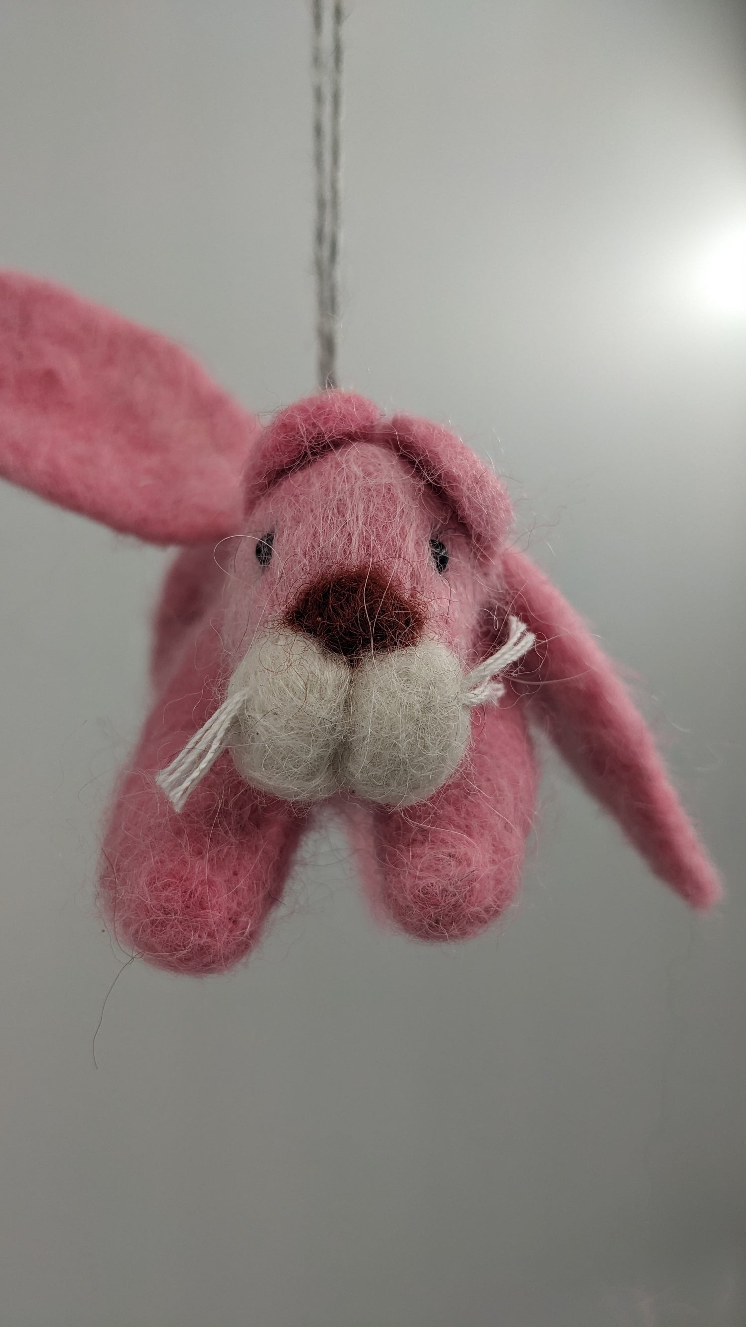 Angel Cat— Studio