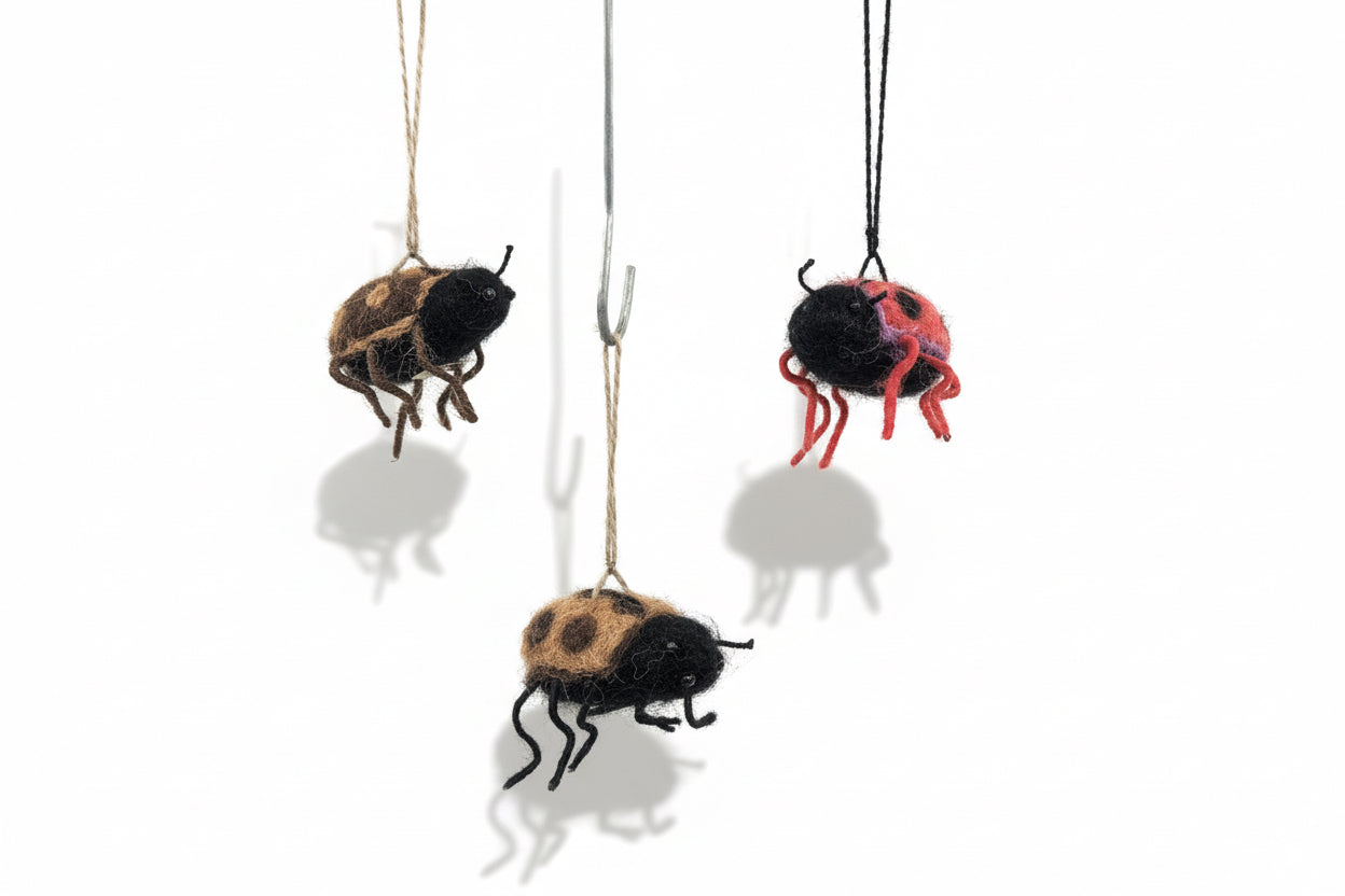 Lady Bug— Studio