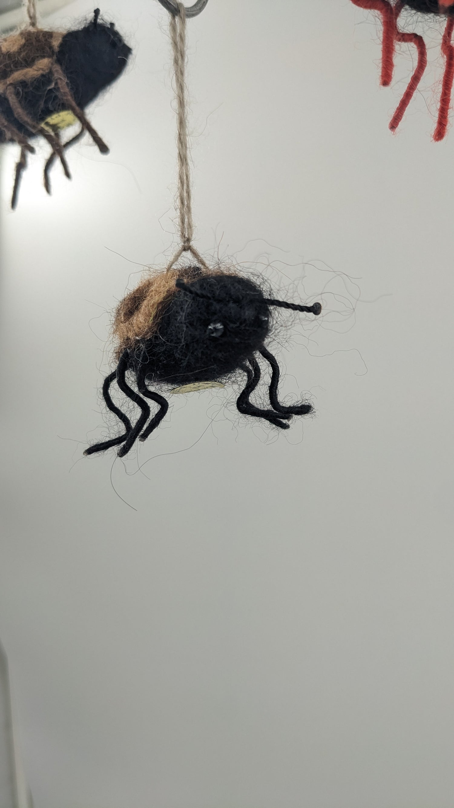 Lady Bug— Studio