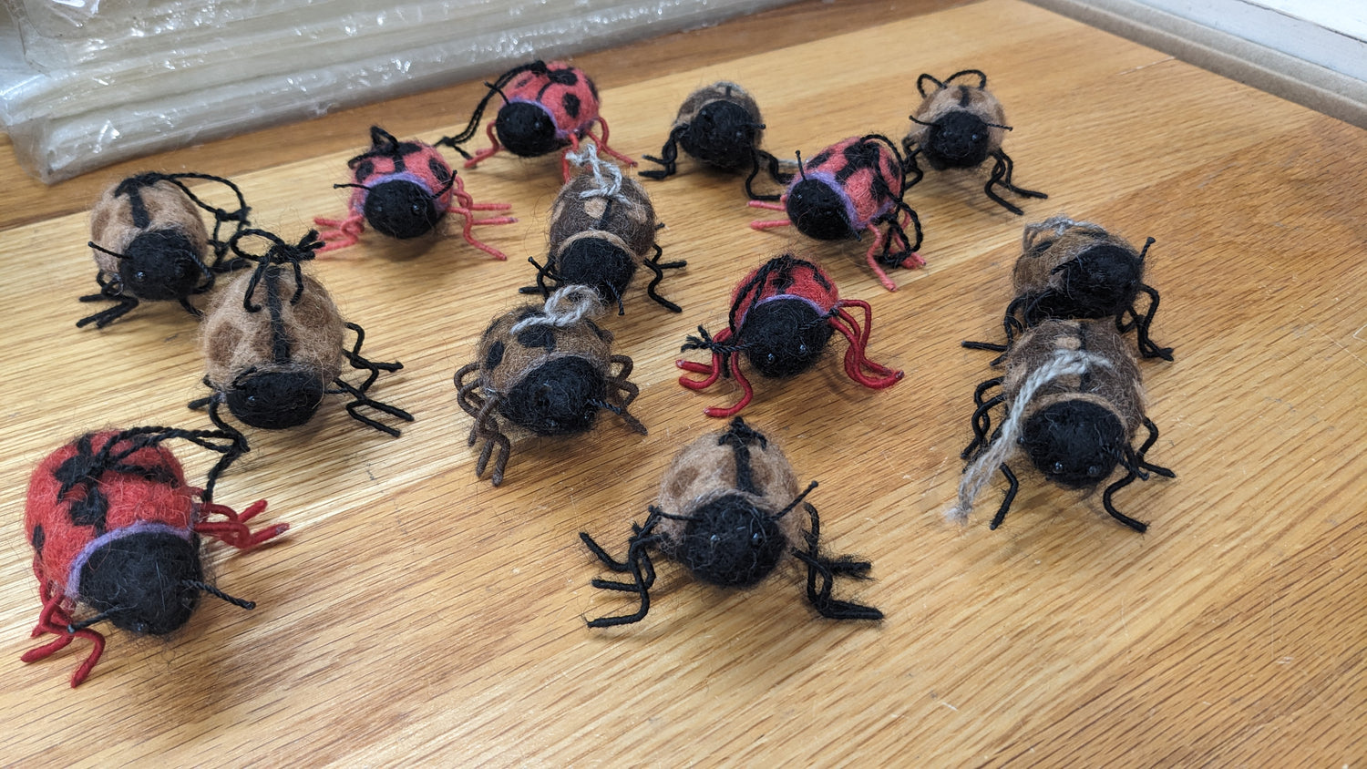 Lady Bug— Studio