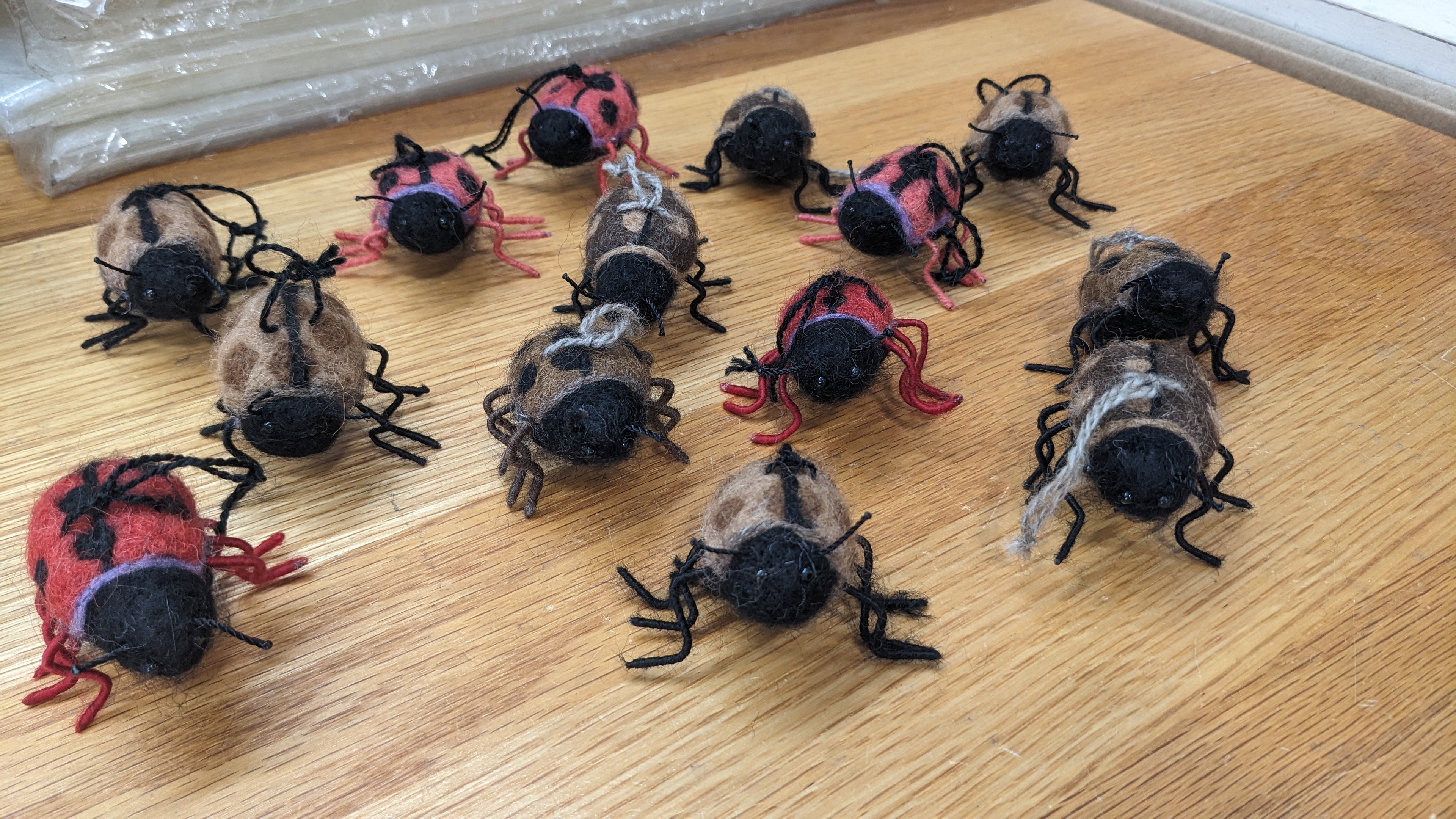 Lady Bug— Studio