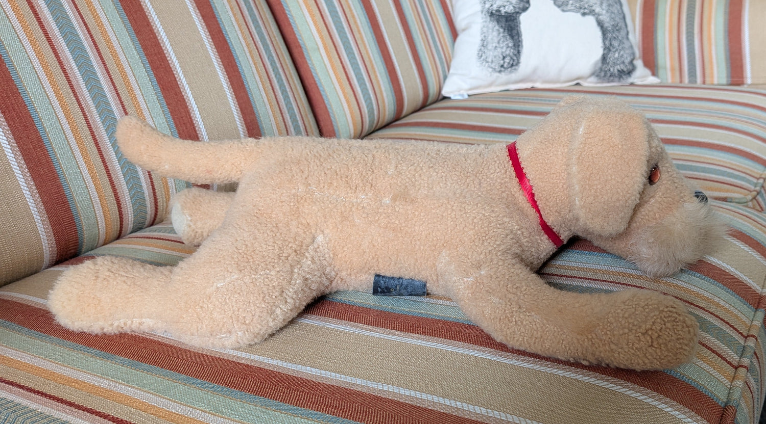 Merino Dog — Studio