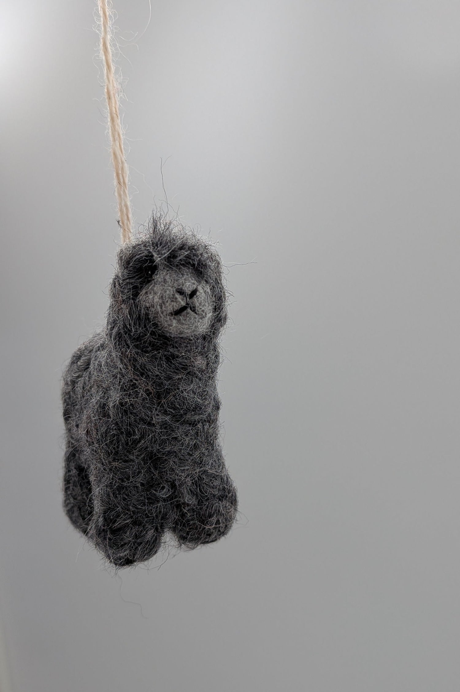 Boucle Lamb — Studio