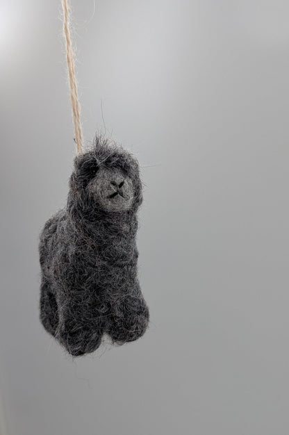 Boucle Lamb — Studio