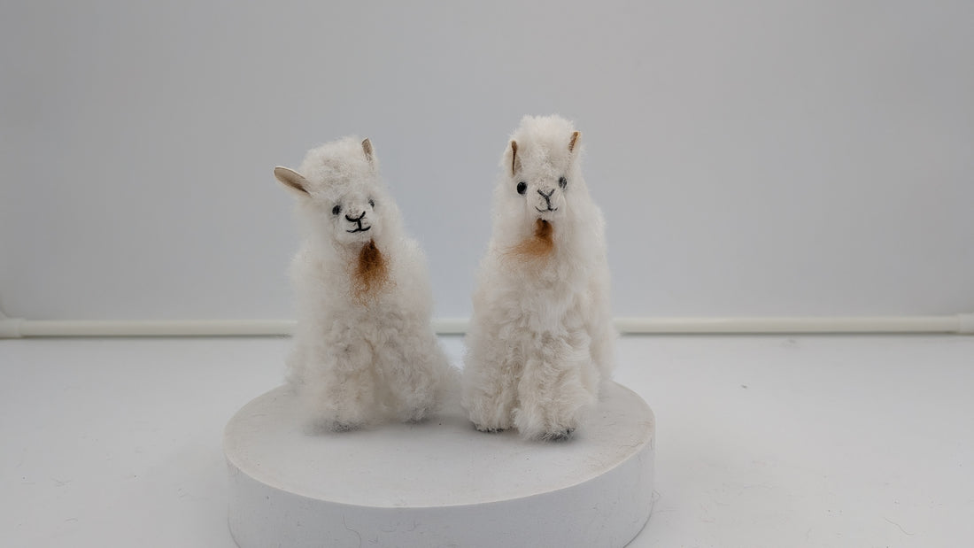 Fuzzy Goat — Studio