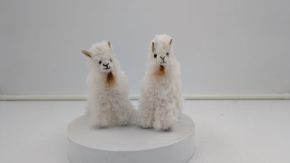 Fuzzy Goat — Studio