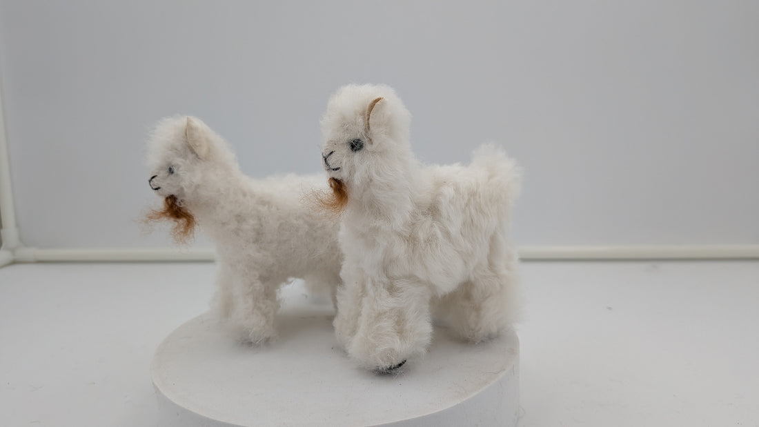 Fuzzy Goat — Studio