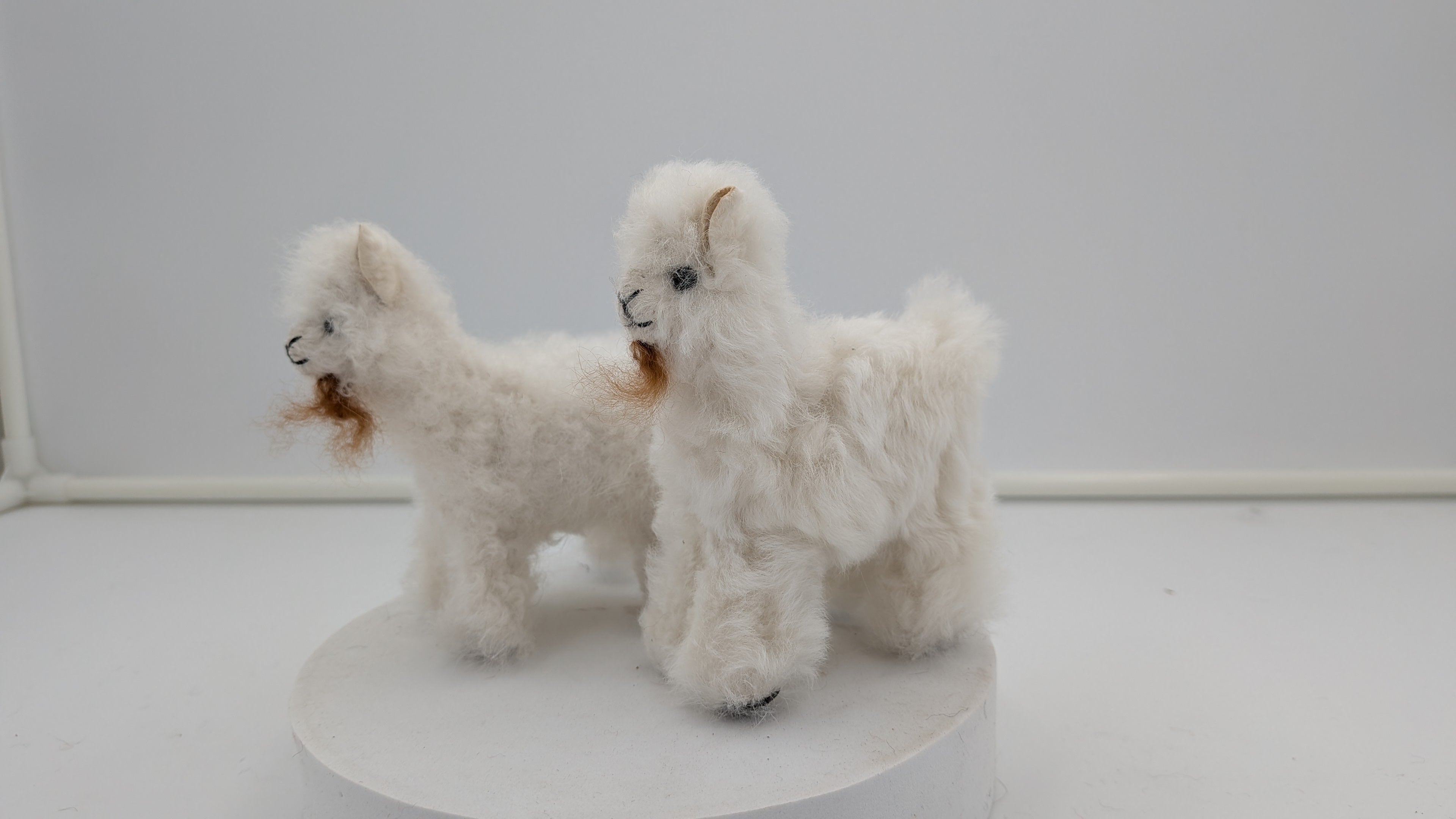 Fuzzy Goat — Studio