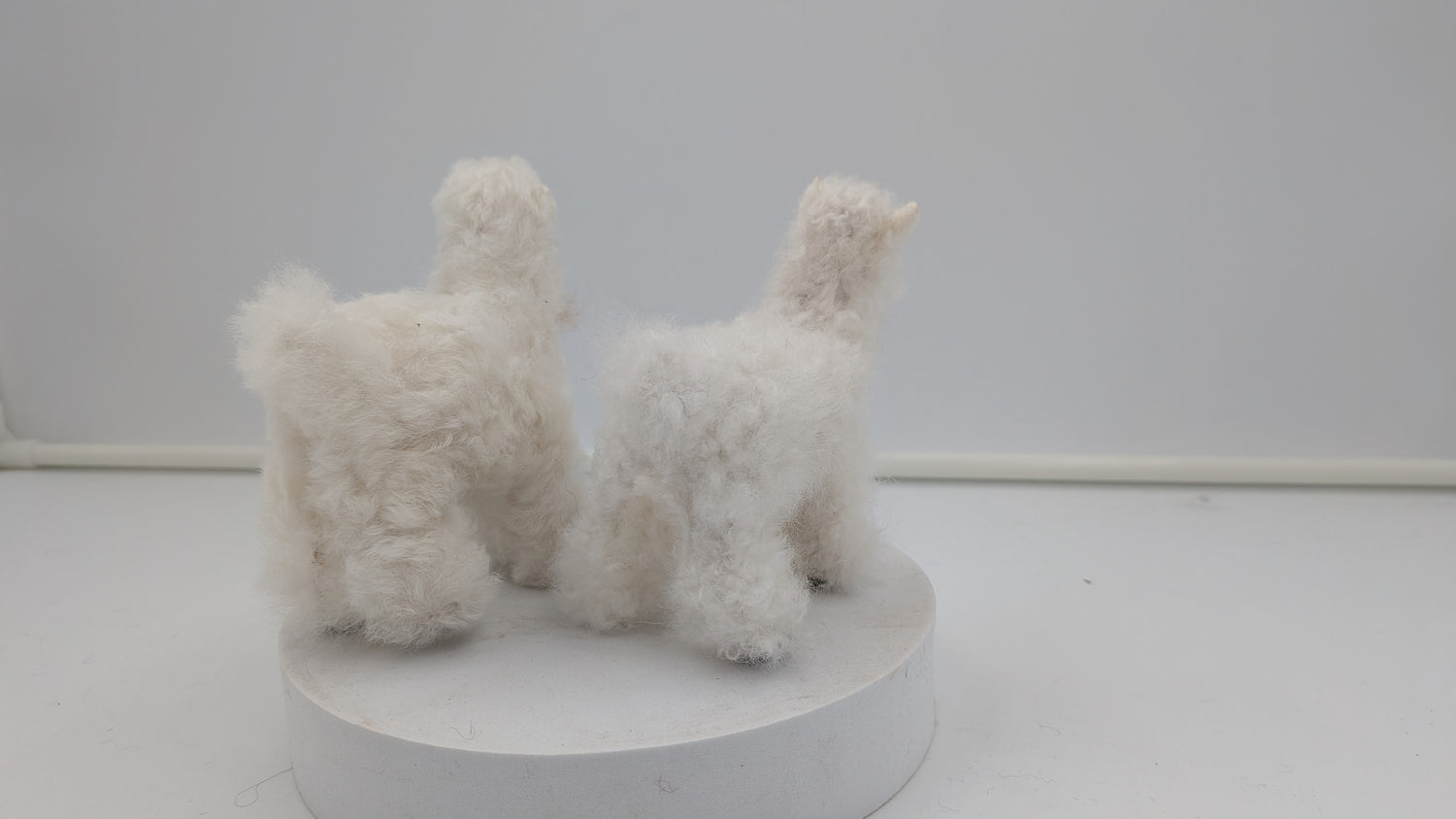 Fuzzy Goat — Studio