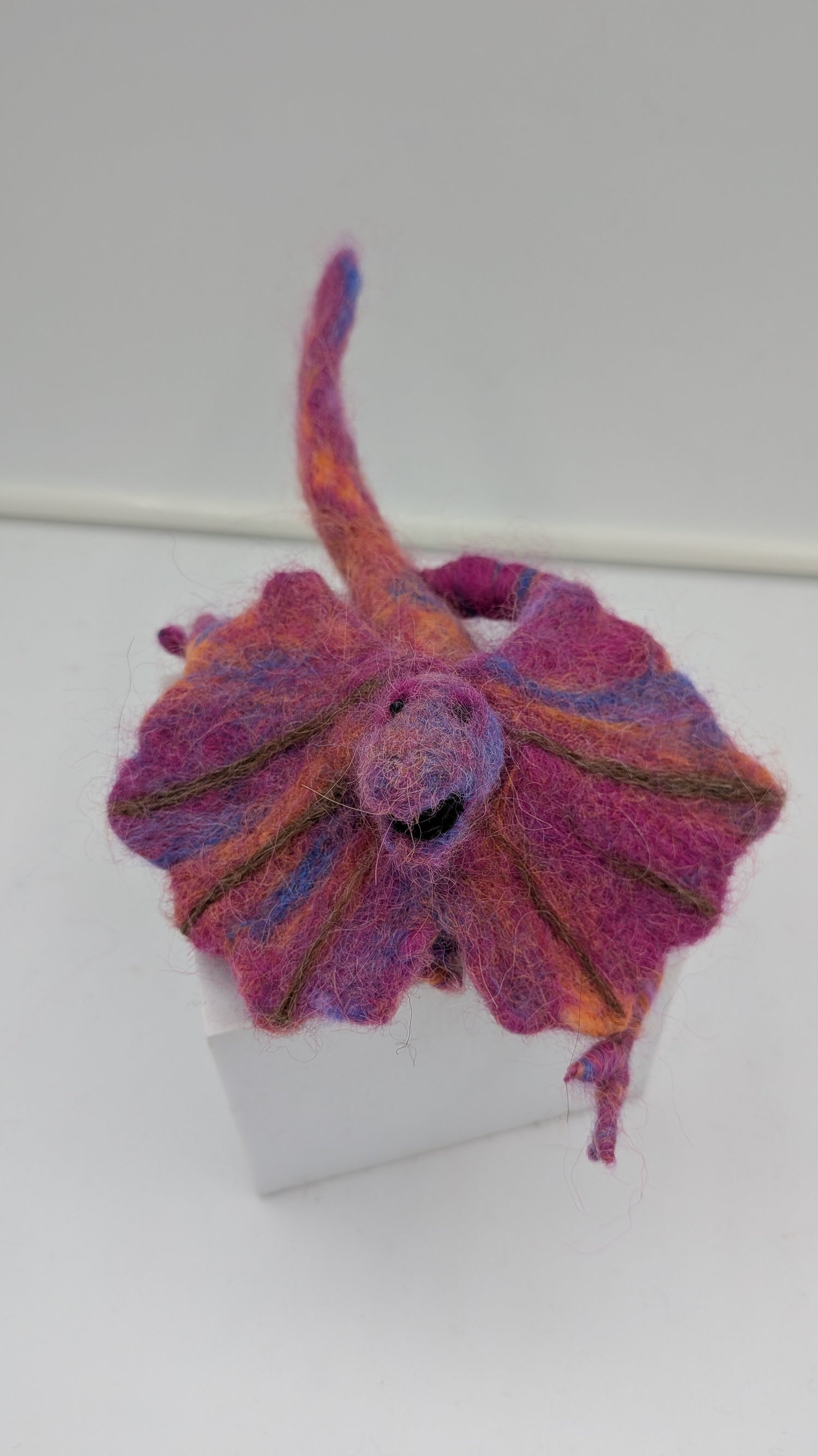 Frilled-neck Lizard — Studio